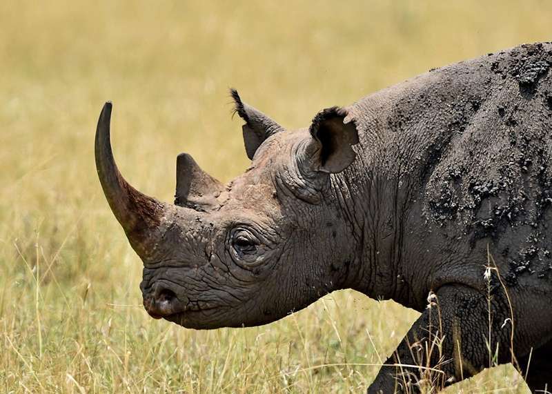 rhino africa safari