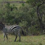 safari in africa