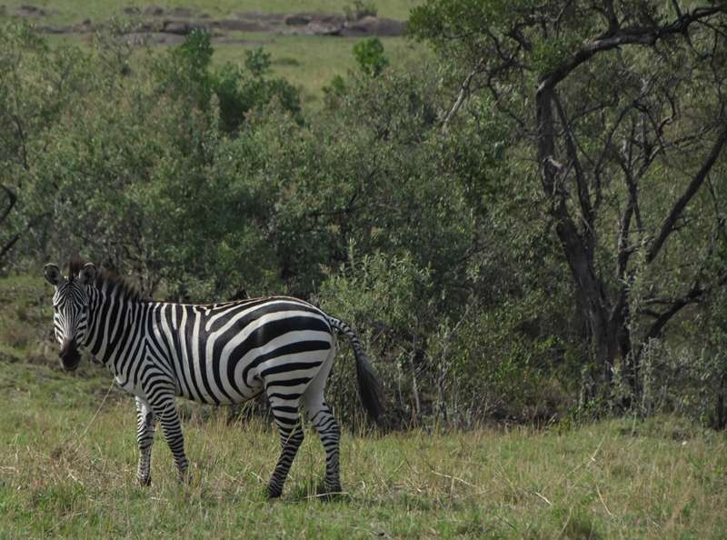 safari in africa