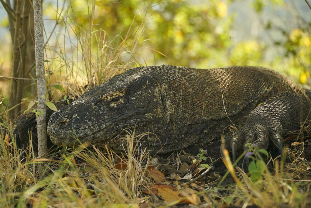 Komodo Ejderi