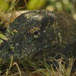 komodo-ejderi-komodo-adasi