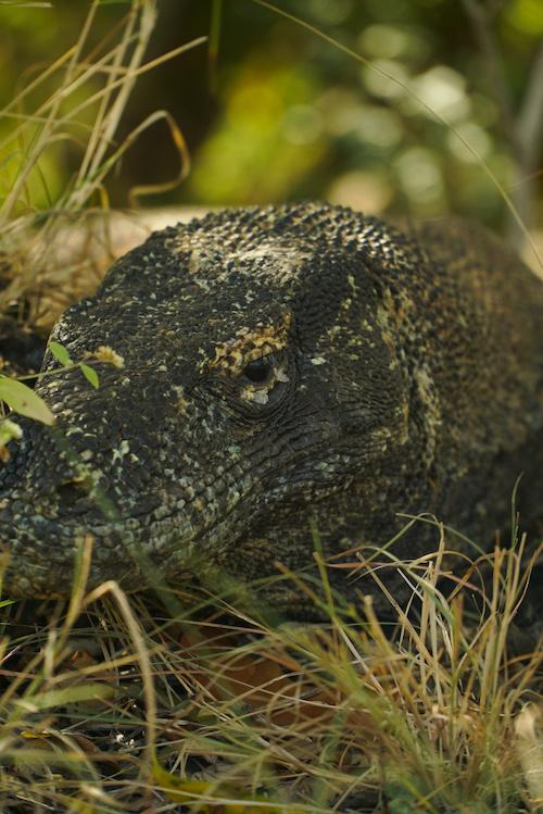 Komodo Ejderi-Komodo Adası