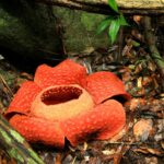 Rafflesia cicegi