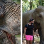 khao sok elephant sanctuary
